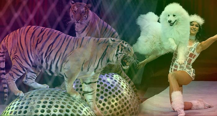 Женщина возле дрессированных тигров на арене цирка